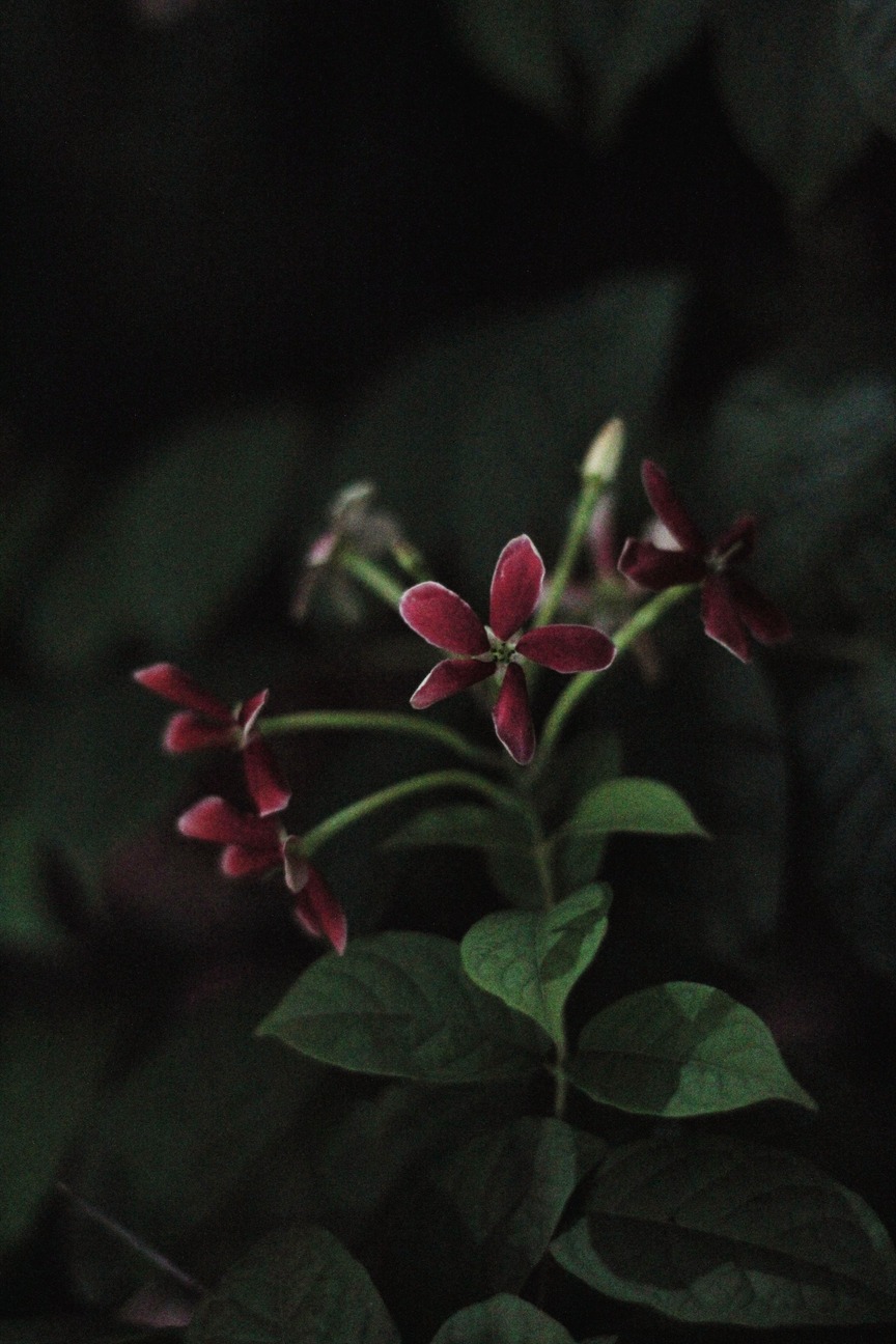 Photography 35